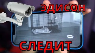 ЭДИСОН СЛЕДИТ ЗА МАРТИ?? | ЧТО ДЕЛАЕТ МАРТИ?? | ЭДИСОН СМОТРИТ САМ НА СЕБЯ