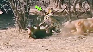 LEOPARDO LEVA MORDIDA DE LEOA NA COLUNA E SE DÁ MAL