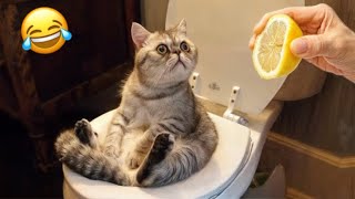 Funny Cat And Dog Videos || Try not to laugh🤣 Funny Compilation Memes 13