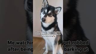 Just doing what I'm told🤭 #dog #shorts #funnyvideo #trending #subscribe #alaskanmalamute #viral