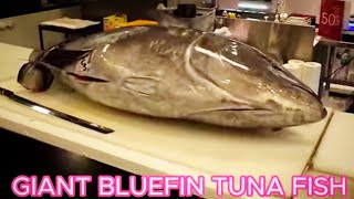 Amazing 巨大マグロ解体 Giant Bluefin Tuna Fish Cutting Show | World Sharpest Tuna Knife 巨大鮪魚切割 まぐろの解体