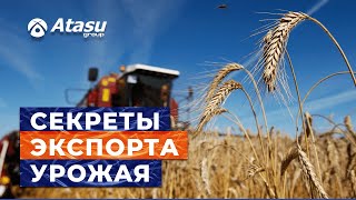 Atasu Group готова к урожаю зерна: как и куда компания экспортирует ячмень, овес, просо и отруби.