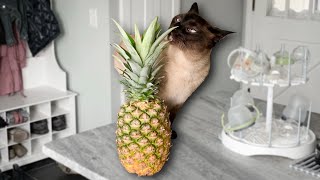 Cat Decides He Should Bite Pineapple #shorts