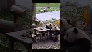 #熊猫 #panda 刚准备干饭被哥哥撞翻，爱姐一脸懵逼加震惊😨😨