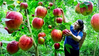 How to Harvest Apple, goes To Market Sell - Harvesting and Cooking |Tieu Vy Daily Life