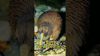 top 5 national animals in different countries #shorts #viralshort #shortsviral #viralreels