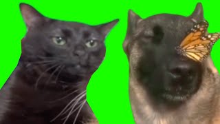 Dog With Butterfly VS Black Cat Yoda Green Screen