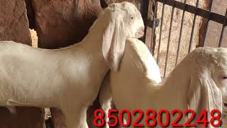 Breeding setap pipar. Qasmi goat farm pipar