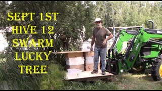 Sept 1st Hive 12 Swarm Lucky Tree