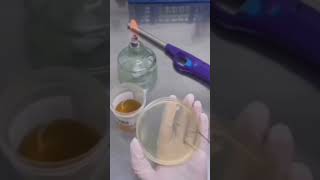 #urine culture / bacteria culture @ pathology medical lab technician