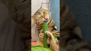 ❤️🐈 Funny cats ❤️🐈 , ❤️Cute cats #CatHouse  episode 9926