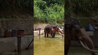 Elephant Sri Lanka🐘🖤#subscribe#elephant#srilankaelephant#travel#shorts#srilankatravel#shortvideo