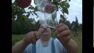 Walking Dale's Orchard  22Aug2014