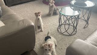 Training: 3 Wire Fox Terriers at Once??