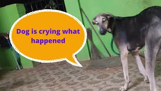 dog is crying what happen please find| #dogs #dog #crying #pain #doglover #trending