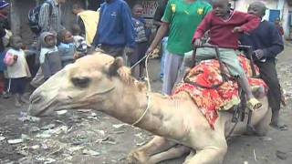 Kenyan Camel Ride