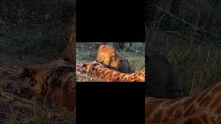 León herido consigue comida (K4 Kambula). #lion #wildlife #shorts #viralvideo #shortvideo #nature