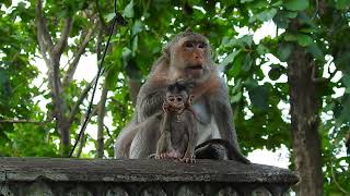 Baby monkey are protected by mother monkeys / animal life