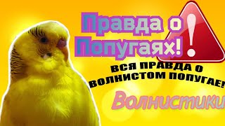 ПРЕДУПРЕЖДЕНИЕ! ВСЯ ПРАВДА О ВОЛНИСТОМ ПОПУГАЕ!