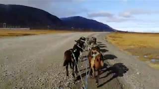 Svalbard, Longyearbyen, dog sledding /3