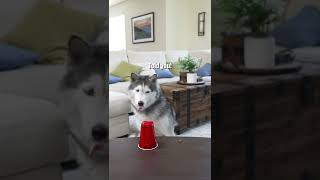 My dog guessed correctly, but he seemed unhappy #airrobo #husky #funny #dog