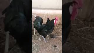 Andalusian rooster