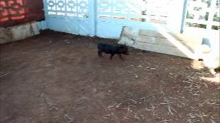 Willempie the pig playing and his doggy brother