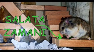 Hamsterların ziyafet olarak kabul ettiği yiyecek nedir? Hamsterlar hıyarı nasıl yer?