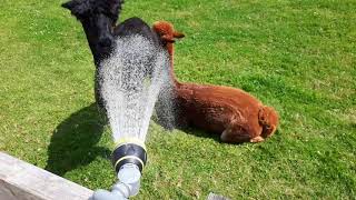 Alpacas loving the cool hose on a hot summers day