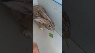 I prefer to eat plant leaves😋😋😁😁❤️❤️ #rabbitt #animal #bunny #rabbit #pet #cute #rabbitpetsupplies