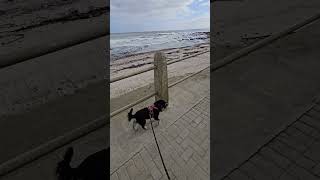 Miniature Schnauzer Casual Walk