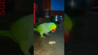 parrot food #parroteating #titu#shortvideo#parrot