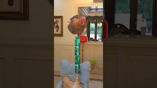 Cat and Poultry Miracles #funny #cutecat #catlore #cute #catheaven #catfunny #catcute #catlover