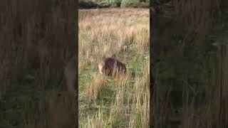 Wombat at Wilson’s Promontory, Australia（澳洲）#australia #melbourne #wombats