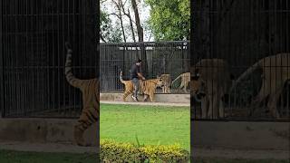 Playing with Big Bengal Tiger | Nouman Hassan