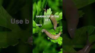 DIY Slug Control: Easy Trick for a Slug-Free Garden #gardening