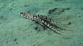 Mimic octopus!