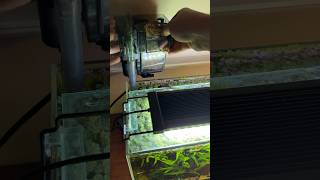 Cleaning a 6 month old aquarium filter