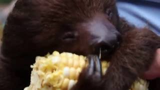 Jubilee Sloth Eating