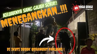 KELUARNYA SANG GAJAH SORA🔥‼️