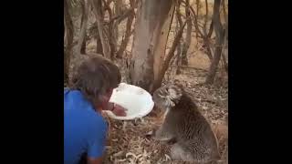 Giving water to a thirsty koala