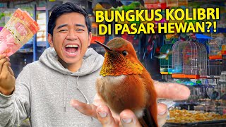 BELI BURUNG KOLIBRI TERKECIL DI DUNIA KE PASAR BURUNG SUKAHAJI BANDUNG?! IMUT BANGET!