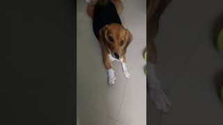 Trying the scrunched face filter on my dog!! 🤣🤣🤣😂😂😂 #shorts_video #funny