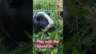 play this video with the sound on to hear the cutest thing! #cute #pets #adorable #happiness