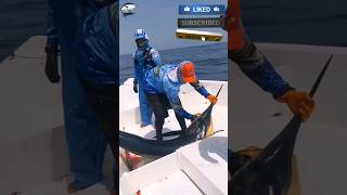 See today we caught a very big marlin fish😱#sea #fishvideo #foryou #fishing #uae #bigfish #dubaisea