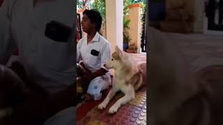 dog Music surrounded himself| #shorts #dog #music #petlover #pets #doglover #siberianhusky #puppy