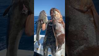 Monster gag and cubera #fishing #spearfishing #atlantic #grouper #snapper #bullshark #monster