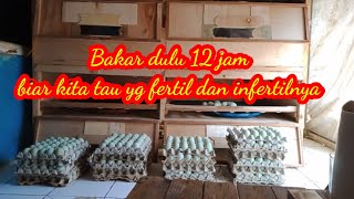 Bakar telur biar tau dalam waktu 12 jam telur fertil dan infertilnya.