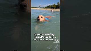 Born to beach: this dog's paradise found🏖️😎 #dog #shorts #funny #viral #comedy #short #subscribe