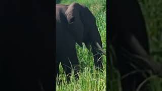 Elephants on the Highway  #elephant #tembo #safari #africa  #nature #uganda #wildlife #cuteanimals